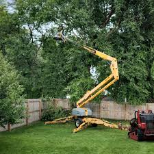 Best Tree Maintenance Programs  in Holbrook, NY